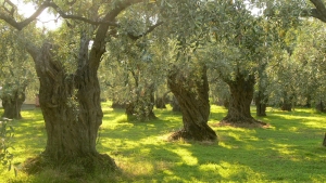 Αχαΐα: Κόβουν ελαιόδεντρα για καυσόξυλα - Καταγγελία της ΕΡΓΟΣΕ