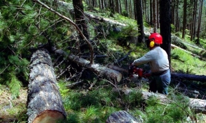 Εξαρση της λαθροϋλοτομίας λόγω της κρίσης